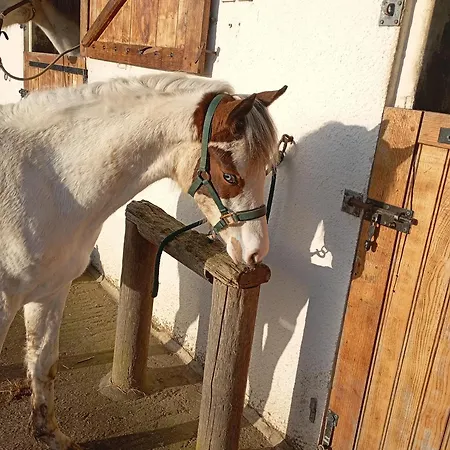 Le Du Galou Semesterbostad Sully (Calvados)
