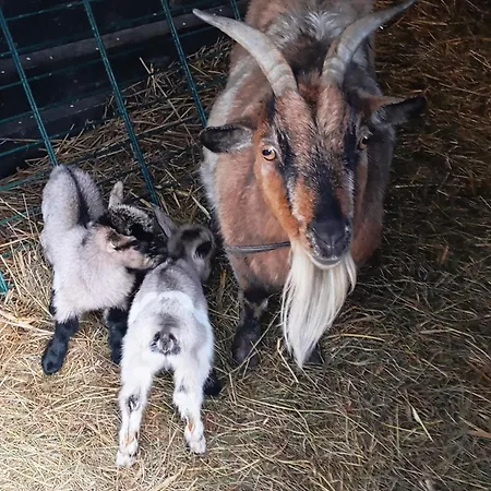 Le Du Galou Tatil Evi *