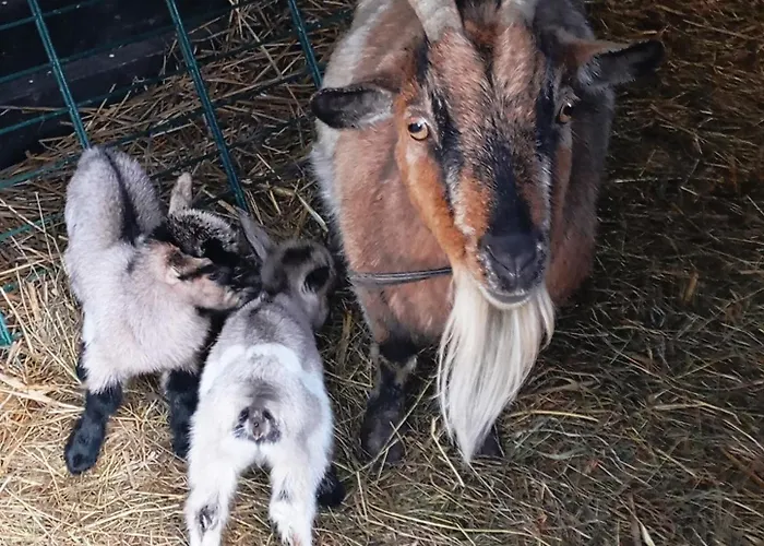 Le Du Galou Holiday home *